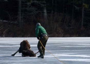 people rescuing a moose