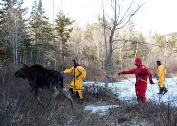 people rescuing a moose