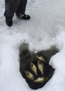 fish inside a hole in ice