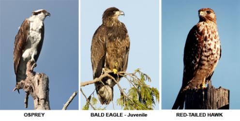 an osprey, bald eagle, and red-tailed hawk