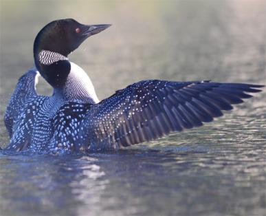 Loon with open wings in pond