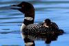 loon chick