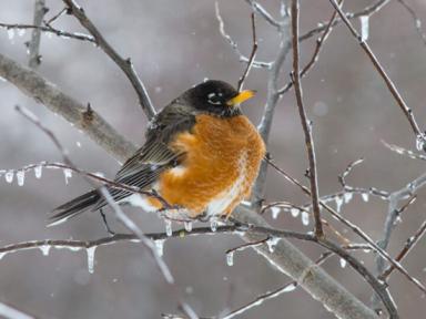 Robin sitting on icy branch in winter