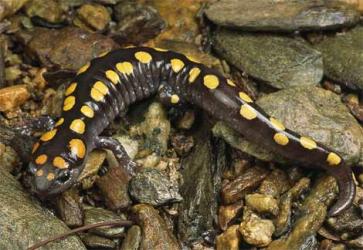 spotted salamander 