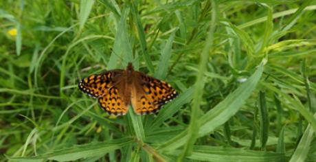Orange Butterfly in grass