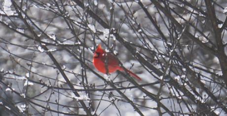 Cardinal on snowy branches