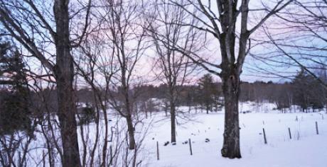 Winter skyand trees