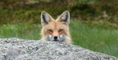 Fox peering from behind a rock