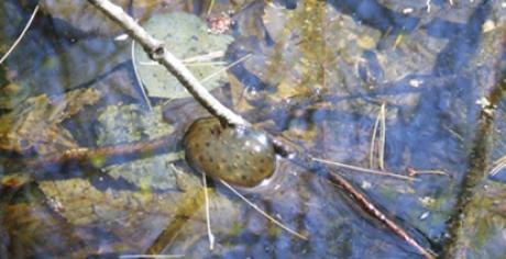 Frog eggs attached to stick in pond