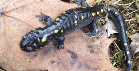 Spotted Salamander sitting on a leaf